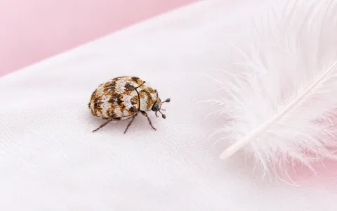 Illustration: macro close-up of a tiny round varied carpet beetle with mottled white, brown and yellow scales on a white pillowcase near a down feather.