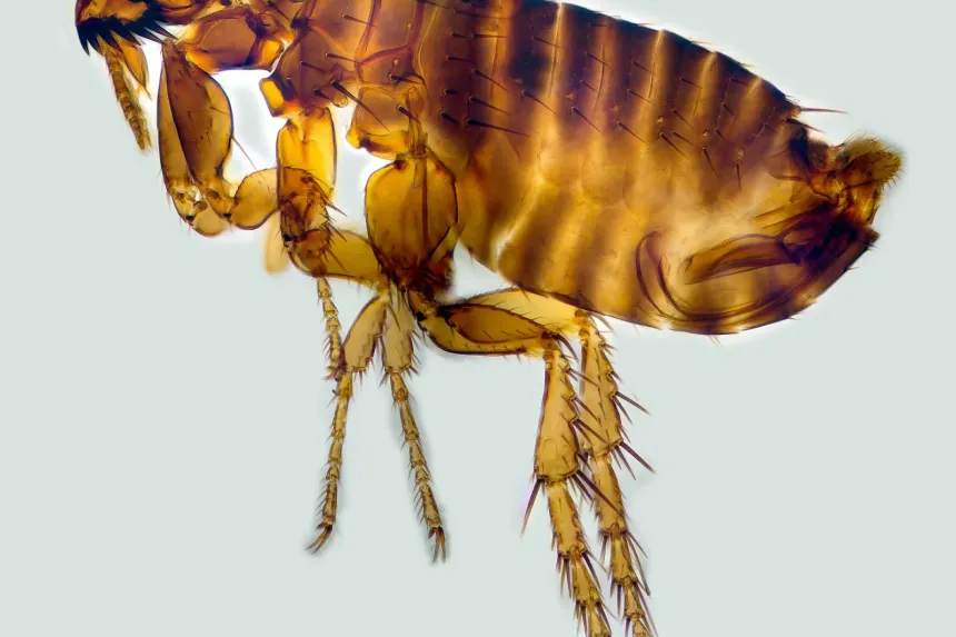 Magnified side view of a cat flea, a flattened, amber-brown insect with a spiny comb on its head and long jumping legs
