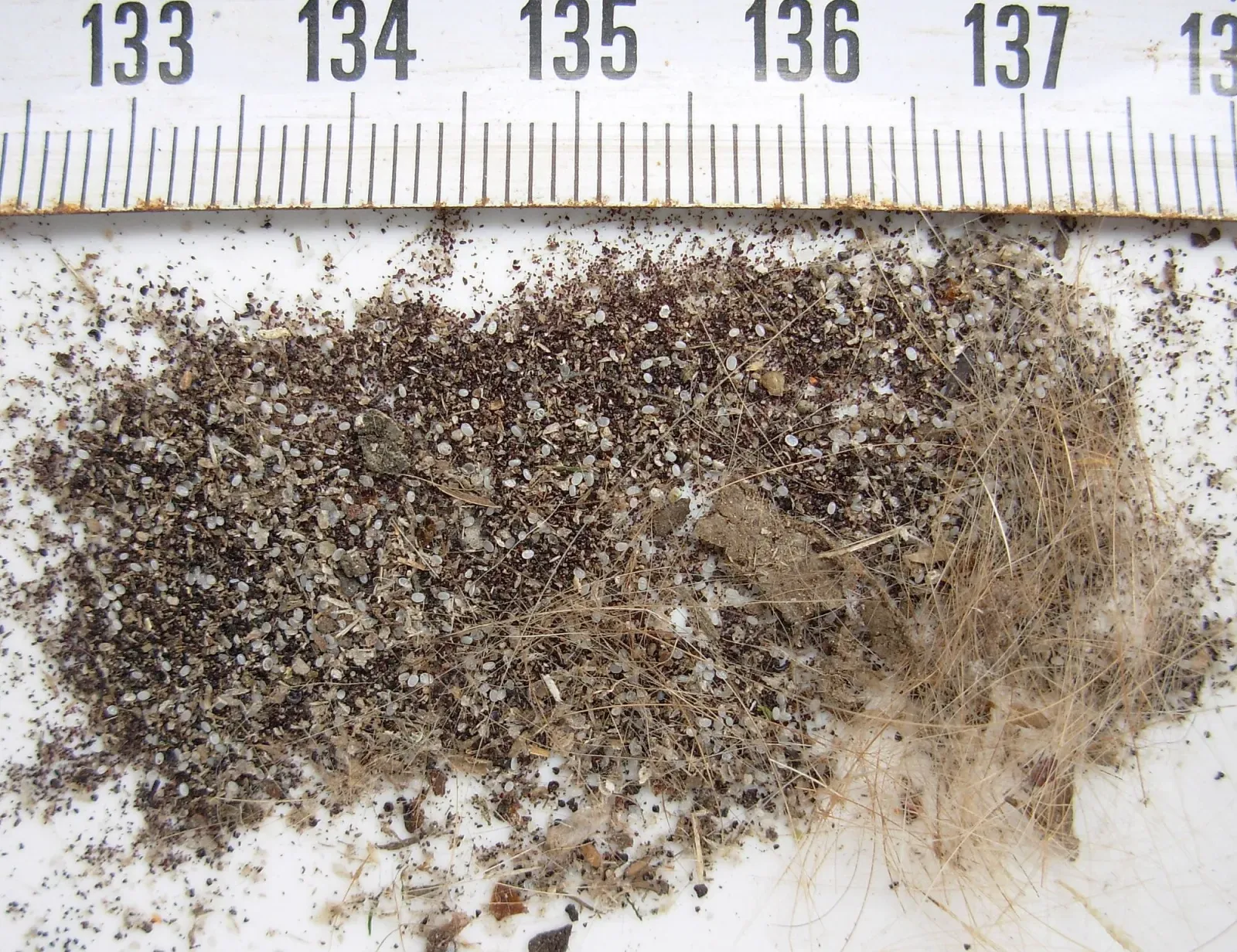 A pile of black flea droppings and tiny white flea eggs mixed with pet hair, beside a centimeter ruler