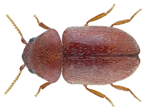 A cigarette beetle seen from above, a rounded light reddish-brown beetle with smooth wing covers and saw-toothed antennae