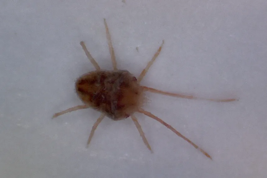 A tiny reddish-brown clover mite with very long front legs, magnified