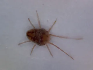 A tiny reddish-brown clover mite with very long front legs, magnified