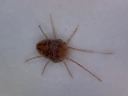 A tiny reddish-brown clover mite with very long front legs, magnified