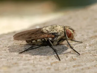 A dull gray cluster fly with golden hairs on its thorax resting on a pale surface