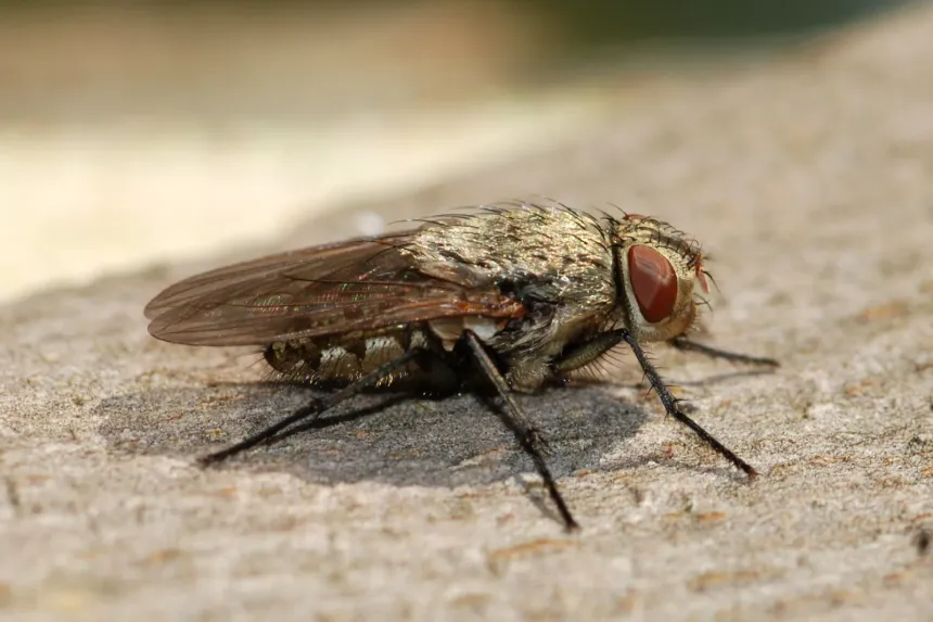 A dull gray cluster fly with golden hairs on its thorax resting on a pale surface