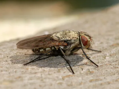 A dull gray cluster fly with golden hairs on its thorax resting on a pale surface