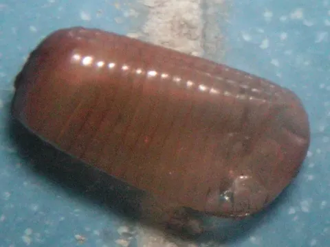 An empty, split-open German cockroach egg case, dry and light brown