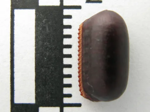 A dark brown cockroach egg case standing next to a centimeter ruler for scale