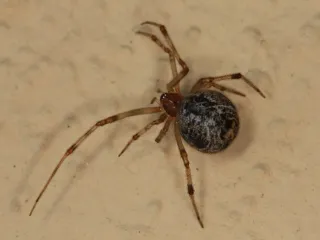 Photo: Holger Krisp, CC BY 4.0, via Wikimedia Commons A common house spider with a round, mottled brown abdomen and banded legs on a beige wall
