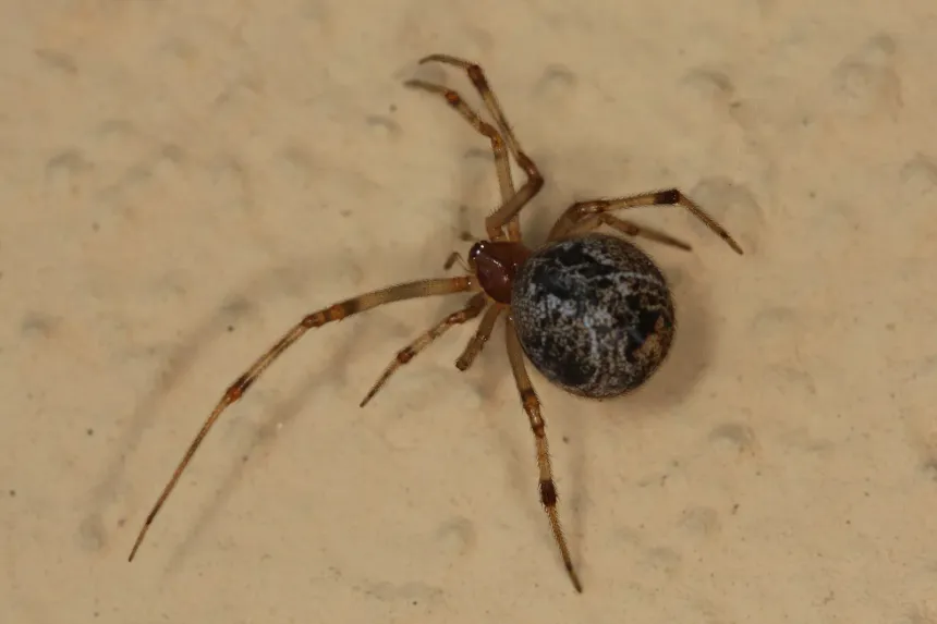 A common house spider with a round, mottled brown abdomen and banded legs on a beige wall