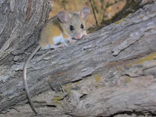 A deer mouse on a log, showing its brown back, white belly and big ears