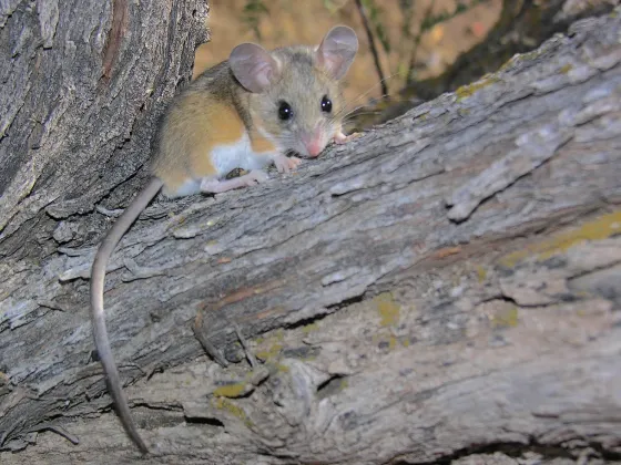 Photo: Gregory Smith, CC BY-SA 2.0, via Wikimedia Commons Deer mouse