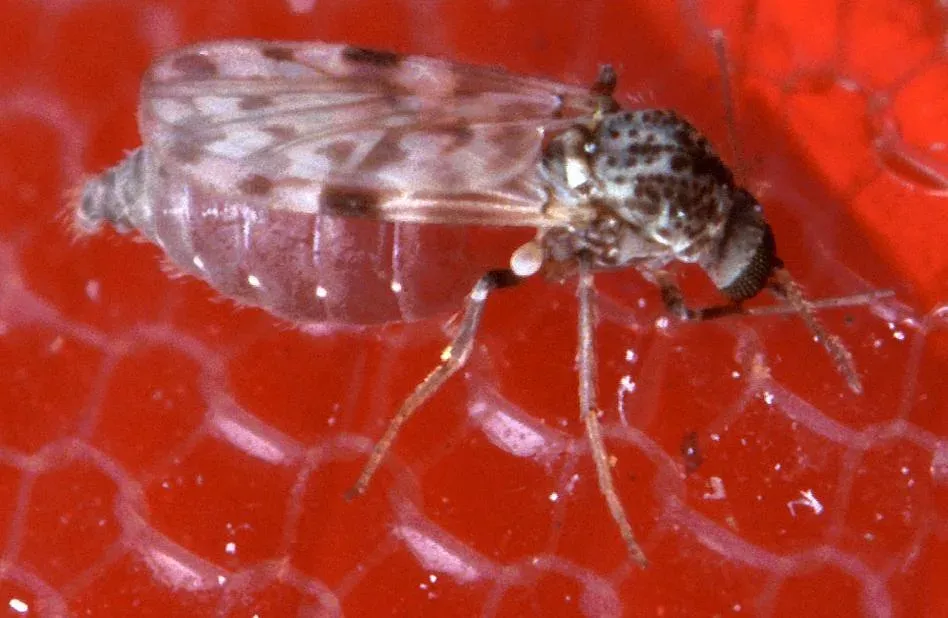 A real close-up photo of a tiny gray, spotted female biting midge with patterned wings, feeding on a red surface