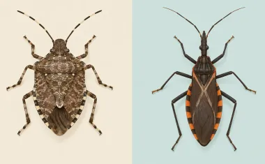 Illustration: two halves side by side on plain backgrounds: left, a brown marmorated stink bug with its broad shield-shaped body and banded antennae; right, a kissing bug with a long narrow cone-shaped head and orange-striped abdomen edges.