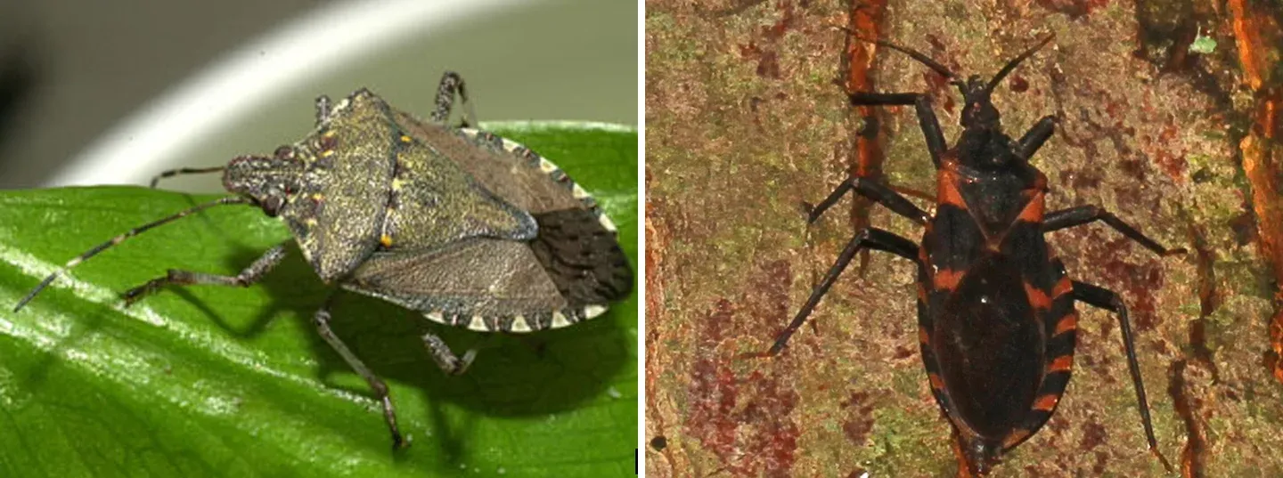 Side by side photos: a brown marmorated stink bug with a broad shield-shaped body and banded edges on a leaf, and a black kissing bug with a narrow cone-shaped head and orange stripes along its body edge on tree bark