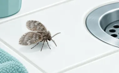 Illustration: macro close-up of a fuzzy drain fly with leaf-shaped, moth-like wings resting on white bathroom tile near a sink drain.