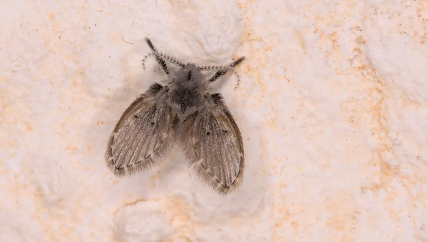 A fuzzy gray moth-like drain fly resting with its wings spread on a pale wall