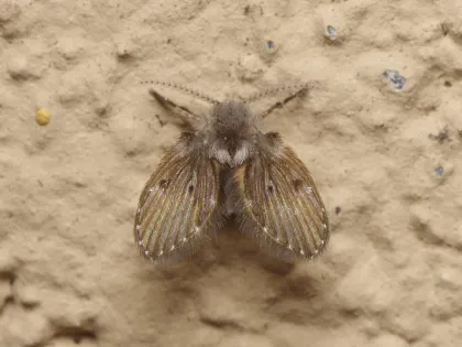 A fuzzy gray drain fly with its wings held flat like a tiny moth on a wall