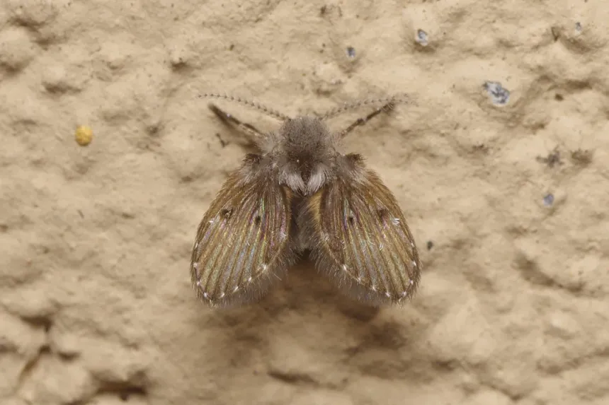 A fuzzy gray drain fly with its wings held flat like a tiny moth on a wall