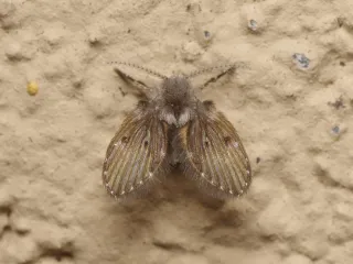 Photo: Gower, CC BY 4.0, via Wikimedia Commons A fuzzy gray drain fly with its wings held flat like a tiny moth on a wall