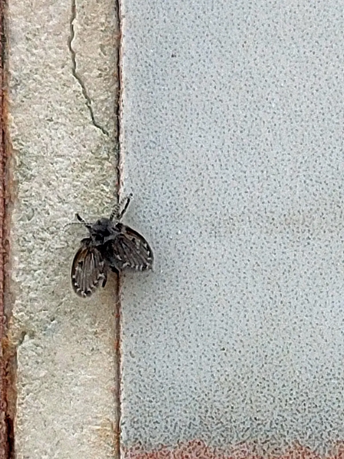 A single drain fly resting on a wall with its fuzzy wings spread flat