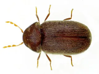 Photo: Siga, CC BY-SA 3.0, via Wikimedia Commons A drugstore beetle seen from above, an oval reddish-brown beetle with fine grooves and short antennae