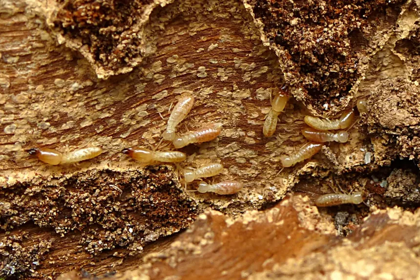 A drywood termite colony, pale cream workers crawling through tunnels inside a piece of dead wood