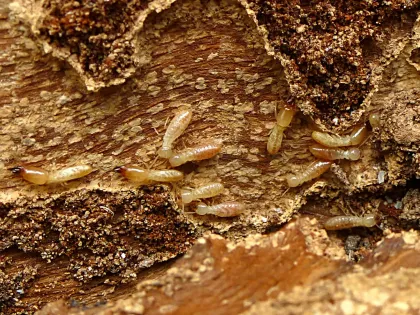 A drywood termite colony, pale cream workers crawling through tunnels inside a piece of dead wood