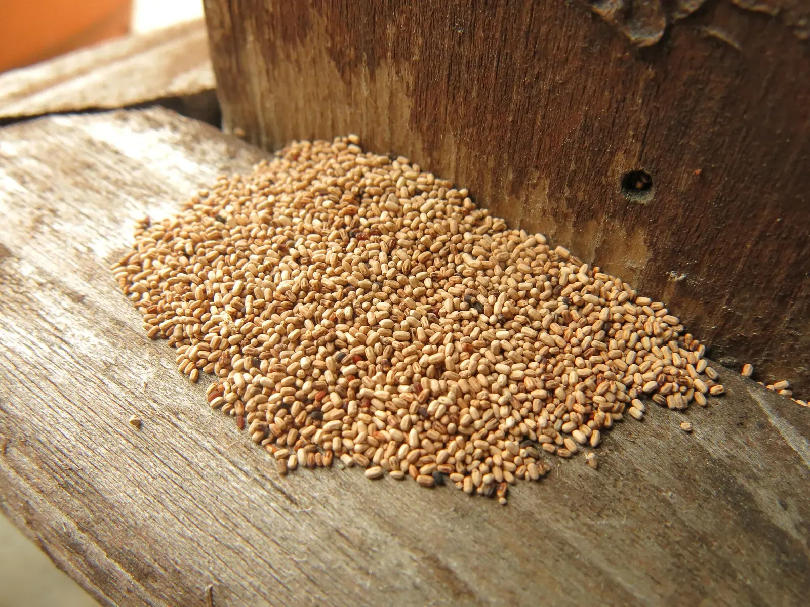 A small pile of tan, sand-like termite pellets on a wooden board below a beam