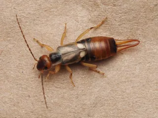 European earwig, reddish brown with pincers at the tail end