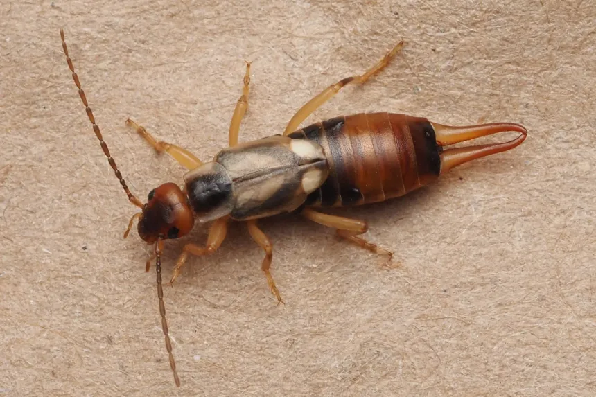European earwig, reddish brown with pincers at the tail end