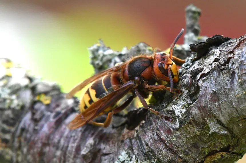 A European hornet on a fruit tree branch, with a reddish-brown head and thorax and a yellow, black-banded abdomen