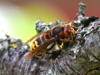 A European hornet on a fruit tree branch, with a reddish-brown head and thorax and a yellow, black-banded abdomen