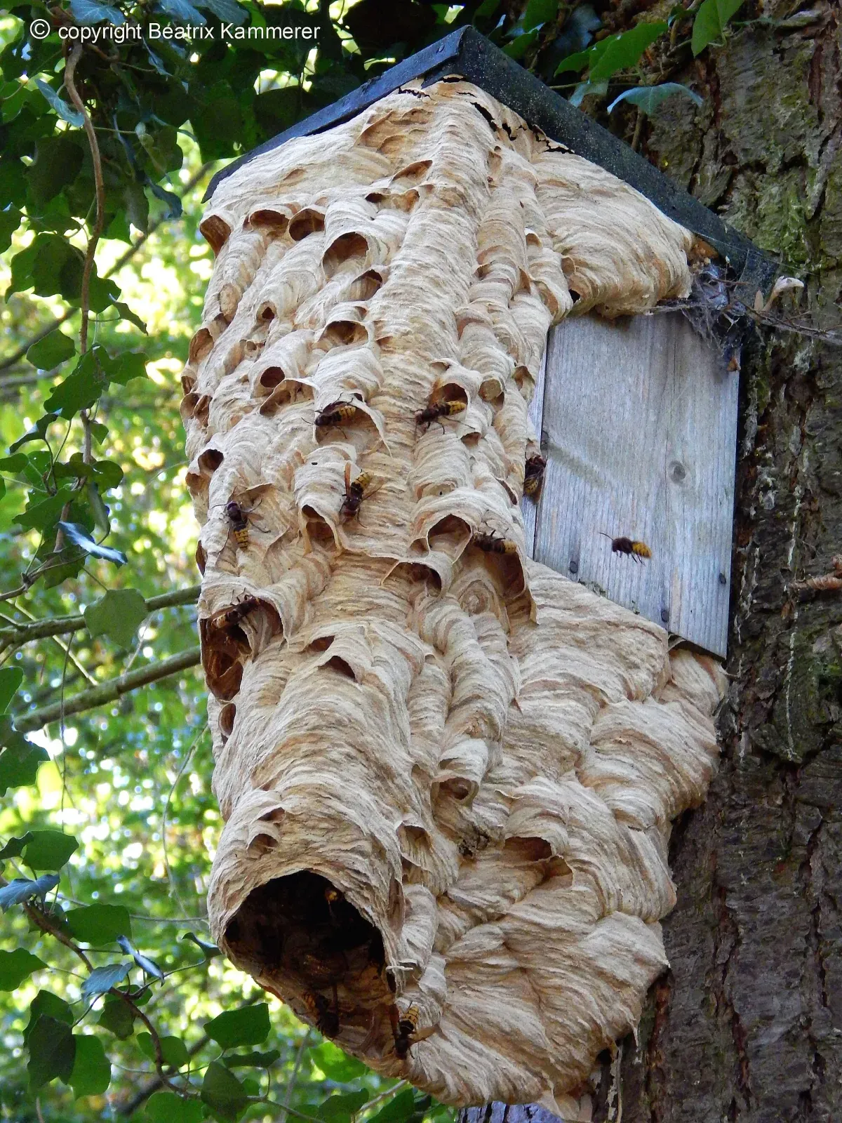 A large papery European hornet nest spilling out of a wooden nest box on a tree trunk