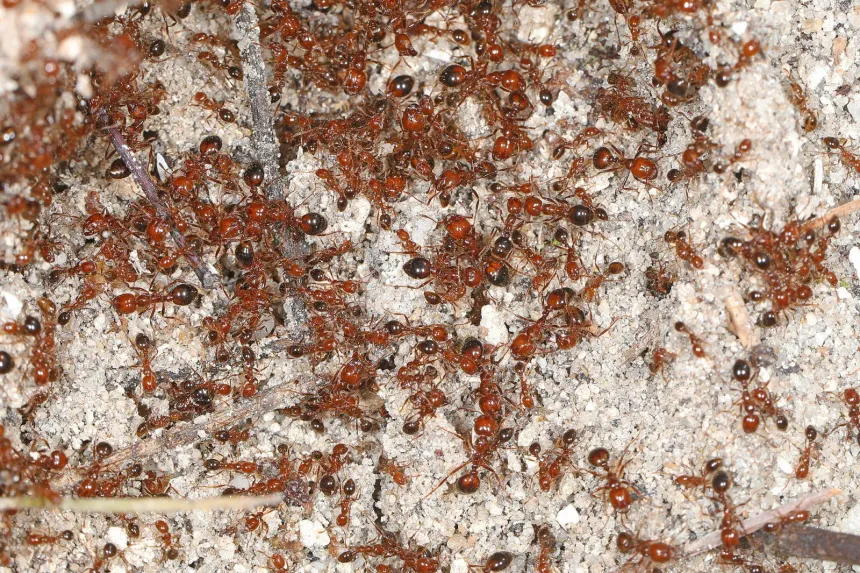 Dozens of red imported fire ants of mixed sizes swarming over sandy soil