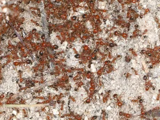 Dozens of red imported fire ants of mixed sizes swarming over sandy soil