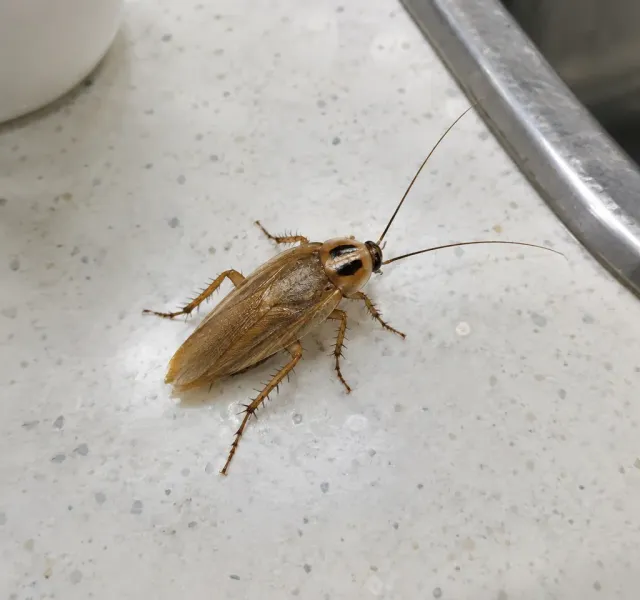 Cockroaches