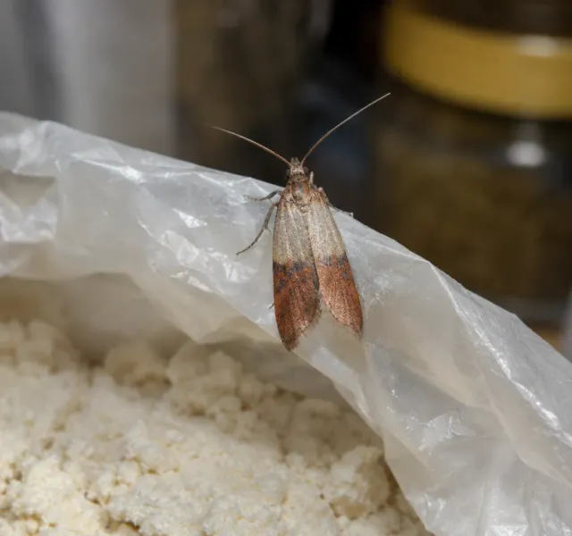 Pantry moths
