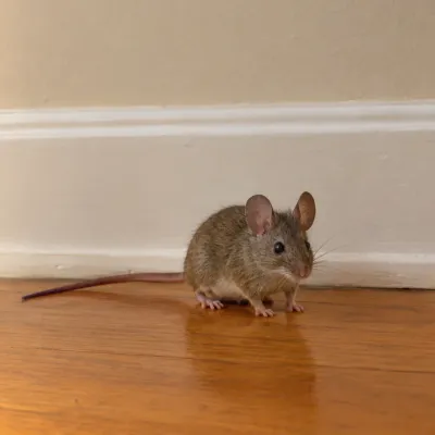 A house mouse by a kitchen baseboard