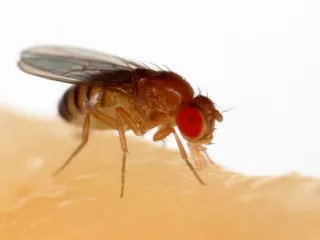 Photo: Sanjay Acharya, CC BY-SA 4.0, via Wikimedia Commons A tan fruit fly with bright red eyes feeding on a piece of banana