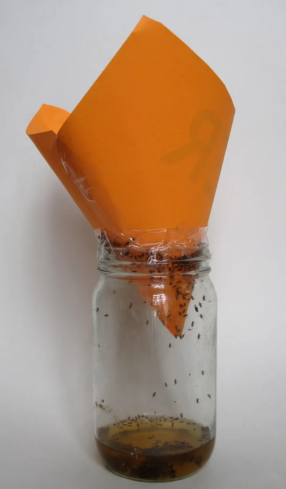 A glass jar with a rolled paper cone on top and dozens of tiny fruit flies trapped inside