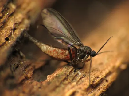 A dark-winged fungus gnat with long legs and antennae resting on damp wood