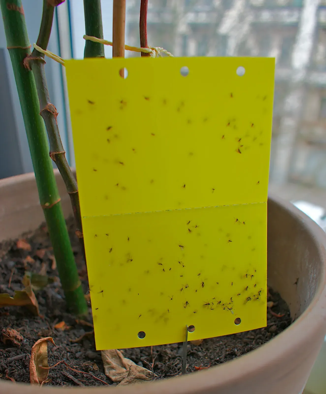 A yellow sticky card staked in a houseplant pot, dotted with dozens of caught fungus gnats