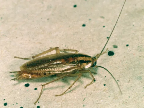 A German cockroach seen from above, light brown with two dark stripes behind its head and long antennae