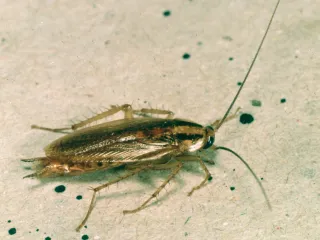 A German cockroach seen from above, light brown with two dark stripes behind its head and long antennae