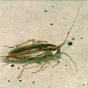 A German cockroach