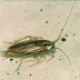 A German cockroach