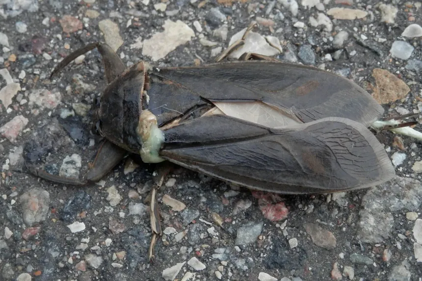 A giant water bug on pavement, a large flat brown insect with thick, grasping front legs