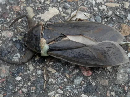 A giant water bug on pavement, a large flat brown insect with thick, grasping front legs