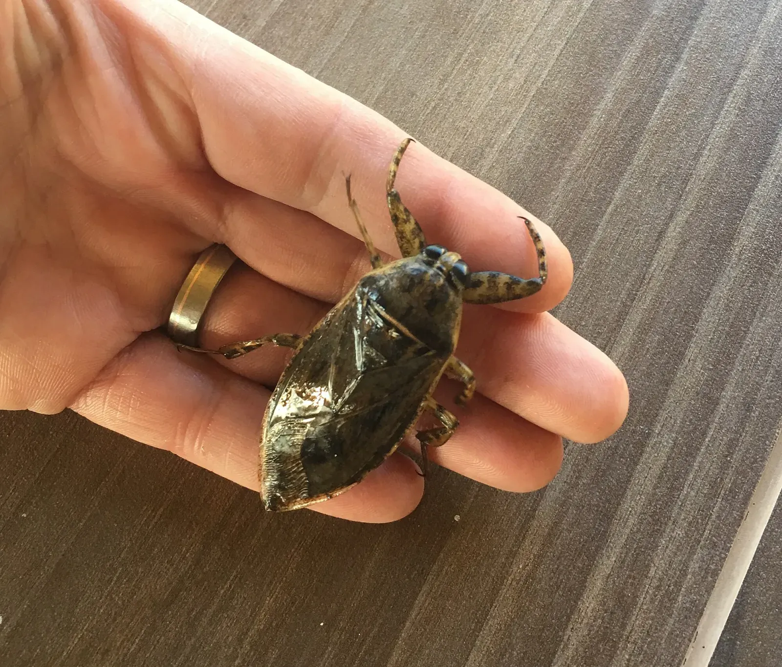 A giant water bug held in an open hand, nearly as long as two fingers are wide